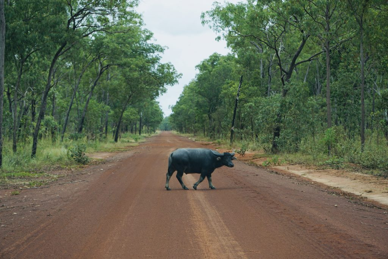 Illustration for article titled AWOL Around Australia... East Arnhem Land. Part 2